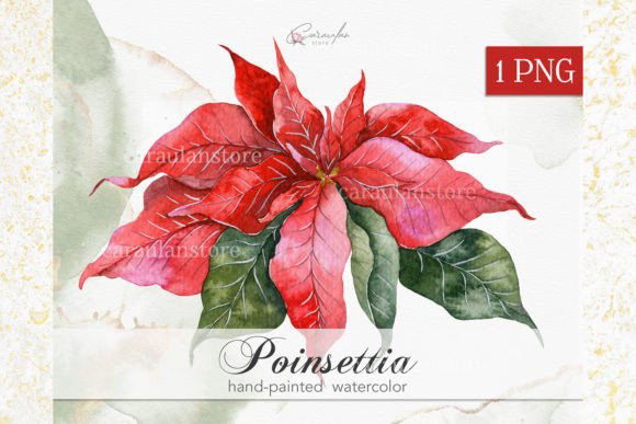 Christmas Poinsettia Watercolor Illustrations for Brands